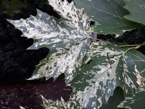 Platanus x acerifolia 'Suttneri'