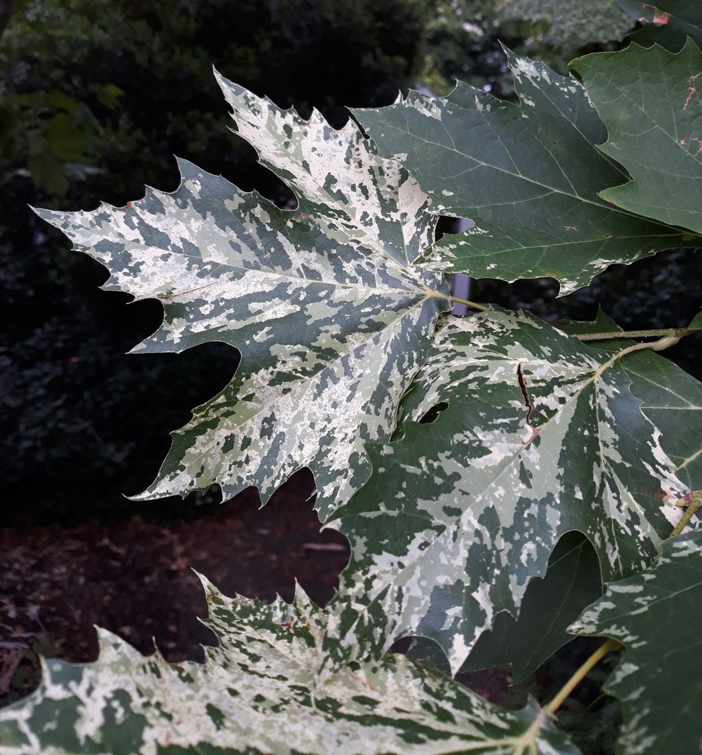 Platanus x acerifolia 'Suttneri' (London Plane) leaves, large and maple-like, heavily mottled with creamy white over dark green, against dark shrubby background.