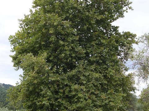 Platanus orientalis 'Ace Of Clubs'