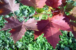 Platanus orientalis 'Alford Flame' (Oriental Plane) branch with large, deeply lobed leaves turning red-purple, set against green groundcover below.