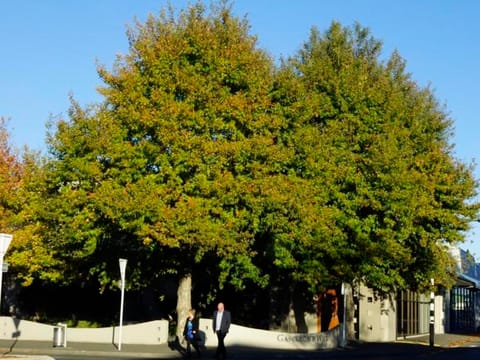 Platanus orientalis 'Autumn Glory'