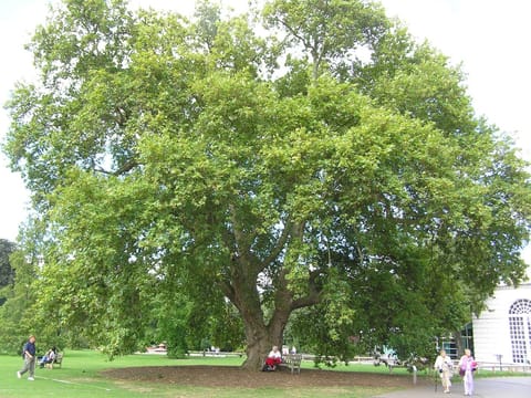 Platanus orientalis 'Digitata'