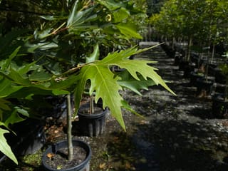 Platanus orientalis 'Fitzherbert' (Oriental Plane) young trees in black pots, with deeply lobed green leaves in the foreground and rows of staked stems beyond.