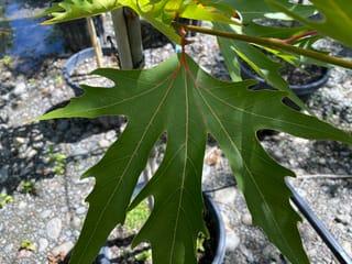 Platanus orientalis 'Fitzherbert' (Oriental Plane), close-up of a large, deeply lobed green leaf with reddish veins, above potted trees on gravel.