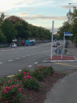 Platanus orientalis 'Fitzherbert' (Oriental Plane) trees lining a wide street at dusk, with pink roses in a garden bed in the foreground.