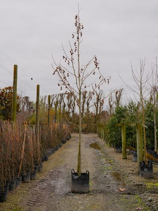 Bare-branched Platanus orientalis 'Fitzherbert' (Oriental Plane) with an upright stem and hanging brown seed balls, growing in a planter bag on a gravel nursery path.