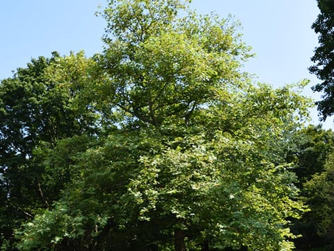 Platanus orientalis 'Fitzherbert'