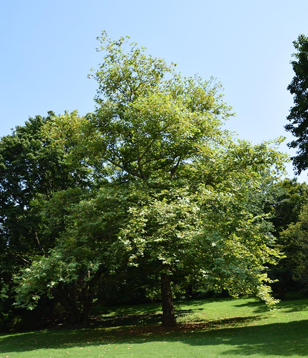Platanus orientalis 'Fitzherbert' (Oriental Plane), a mature tree with a single dark trunk and light green lobed foliage, standing on a sunny lawn.