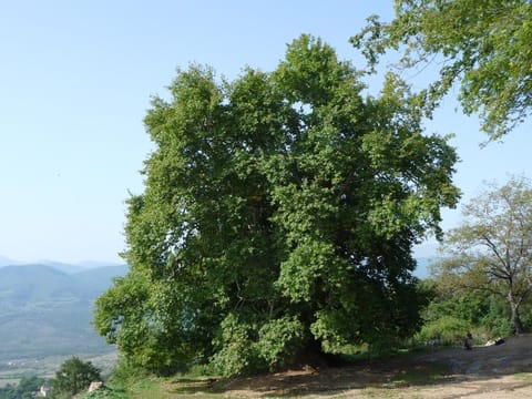 Platanus orientalis