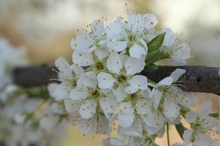 Close-up of white blossom clusters on a Prunus salicina 'Burbank' (Japanese plum) branch, with yellow-tipped stamens and small green leaves against a soft blurred background.