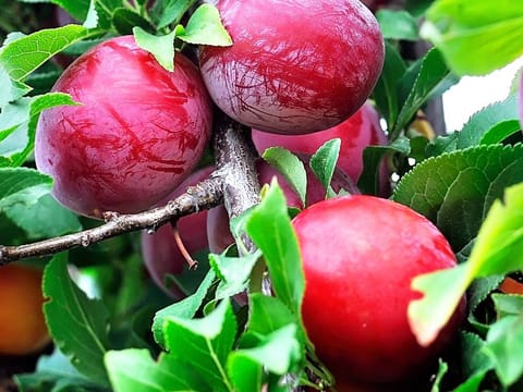 Plum 'Burbank'