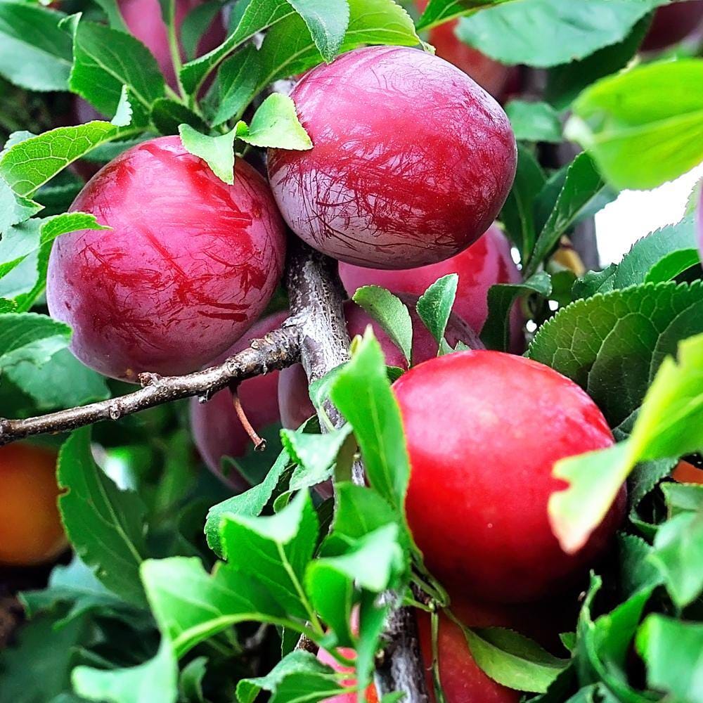 Plum 'Burbank' (Japanese Plum) fruit, a cluster of ripe red-skinned plums hanging on a branch among bright green serrated leaves.
