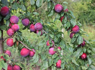 Prunus salicina 'Fortune' (Japanese plum) branches heavy with ripe red-purple plums among green leaves, with a blurred grassy background.
