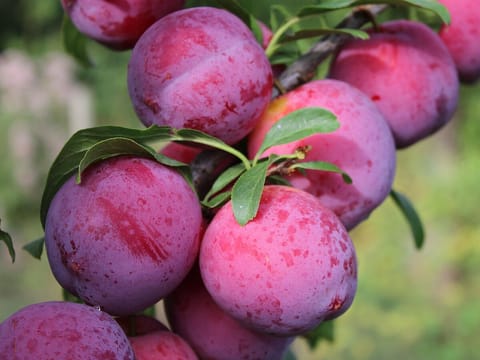 Plum 'Fortune'