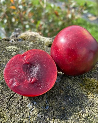Plum 'Omega' (Japanese Plum) fruit, one whole with speckled deep red skin beside a halved fruit showing red flesh, resting on a lichen-covered stump.