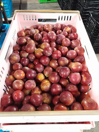 Plum 'Omega' (Japanese Plum) fruit, round red plums with yellow blushes, heaped in a pink plastic harvest crate.
