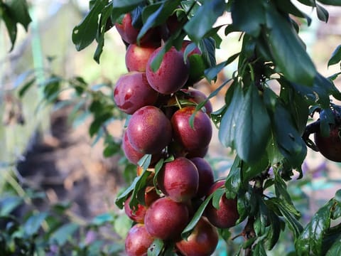 Plum 'Omega'