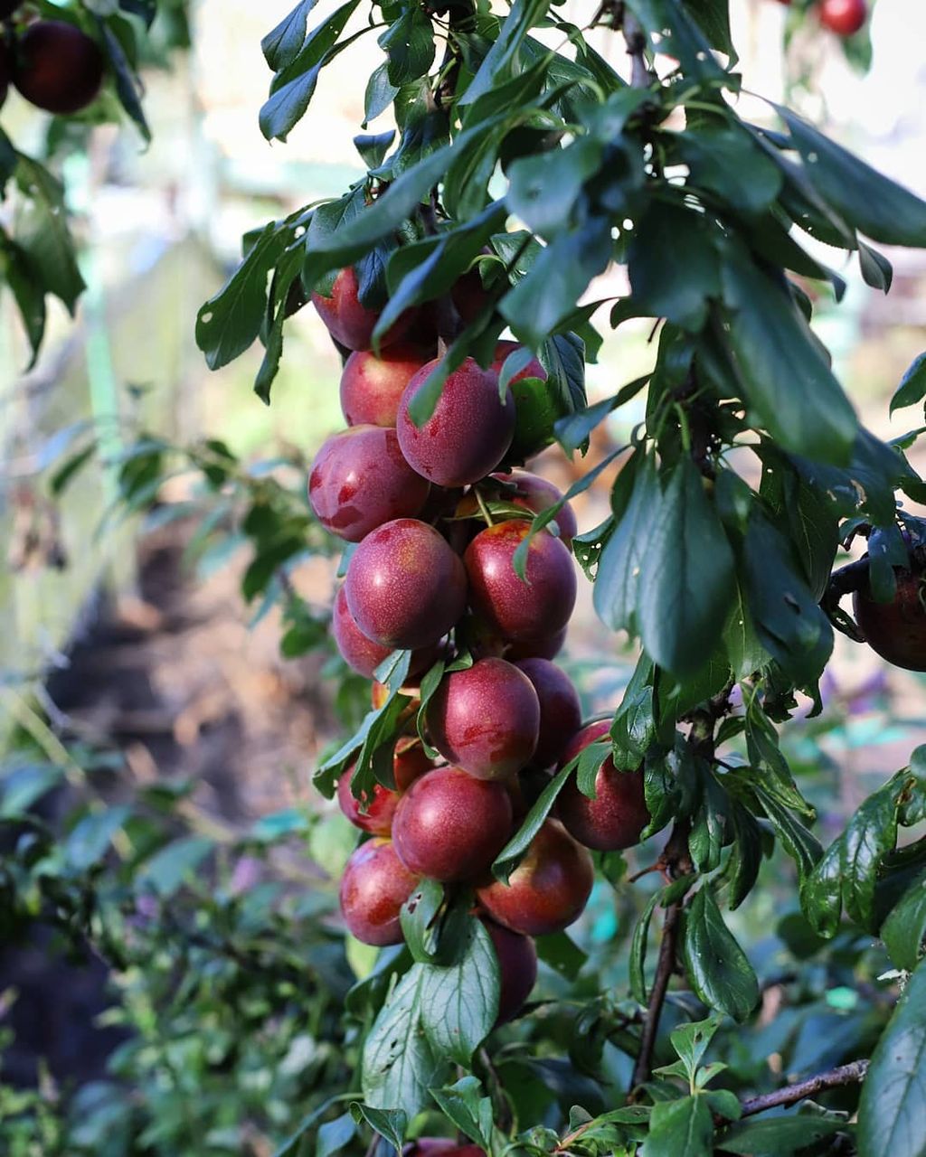 Plum 'Omega' (Japanese plum) branch with a tight cluster of ripe red-purple fruit hanging among glossy dark green leaves in a garden.