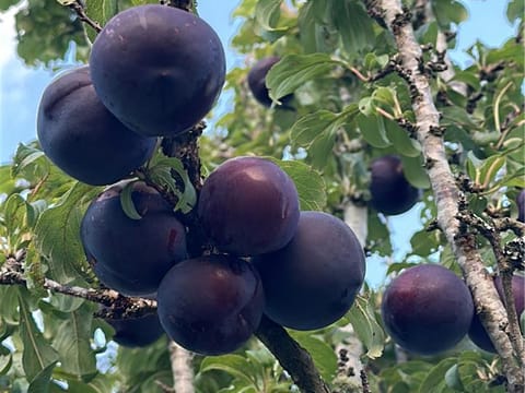 Plum 'Purple King'
