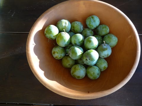 Plum 'Reine Claude de Bavay'