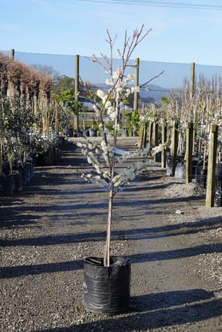 Plum 'Satsuma' (Plum) tree in a black planter bag, with a slender upright stem and branches covered in white blossom, standing on a gravel nursery path.