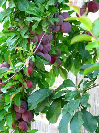 Plum 'Satsuma' branches heavy with clusters of ripening purple-red plums among glossy green leaves, in front of a reed fence.