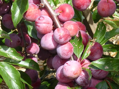 Plum 'Satsuma'
