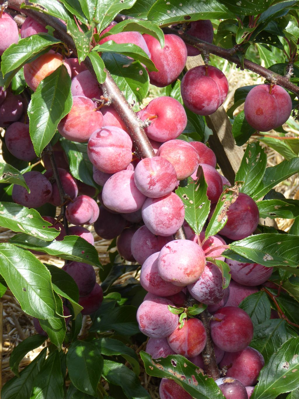 Plum 'Satsuma' fruit crowded along a branch, with ripe red-purple plums covered in a pale bloom among green leaves, straw mulch below.