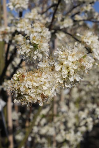 Plum 'Satsuma' in blossom, with clustered white flowers and yellow-tipped stamens along dark bare branches against a blue sky.