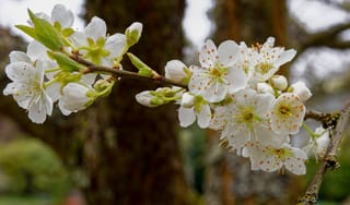 Plum 'Shiro' (Prunus salicina) branch covered in white blossoms with orange-tipped stamens, green buds and young leaves, against a blurred tree trunk.