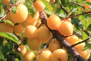 Plum 'Shiro' (Prunus salicina), a plum tree branch crowded with ripe golden-yellow fruit among green leaves in bright sunlight.