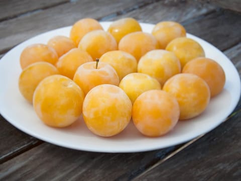 Plum 'Shiro'