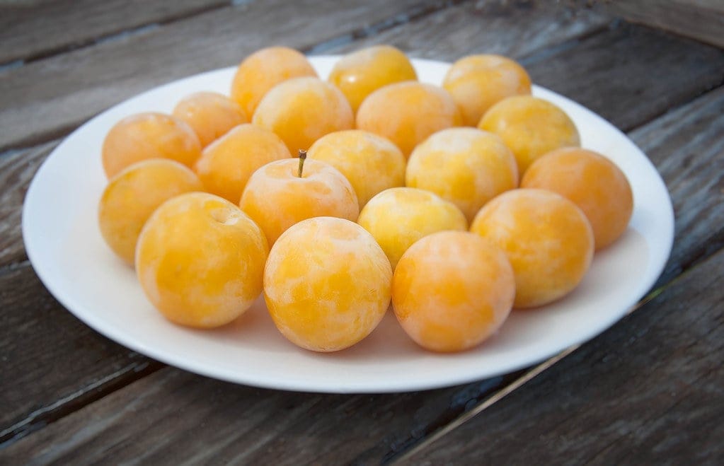 Plum 'Shiro' (Prunus salicina), golden-yellow plums with a pale bloom, arranged on a white plate on a weathered wooden table.