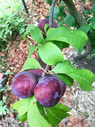 Plum 'Sultan' branch with ripe deep purple-red plums hanging among bright green serrated leaves, above bark mulch in a garden.