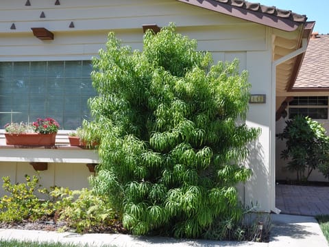 Podocarpus henkelii