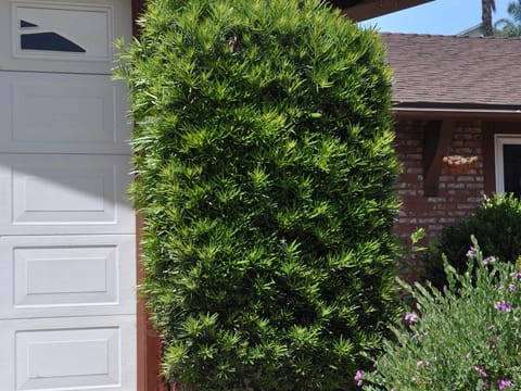 Podocarpus macrophyllus var. maki
