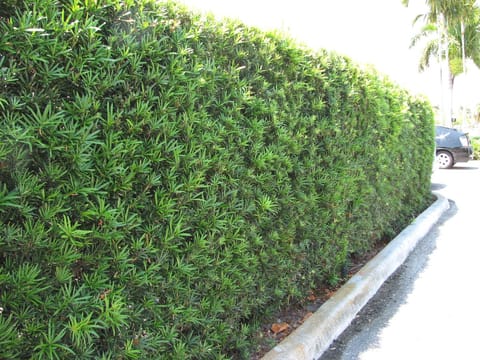 Podocarpus macrophyllus