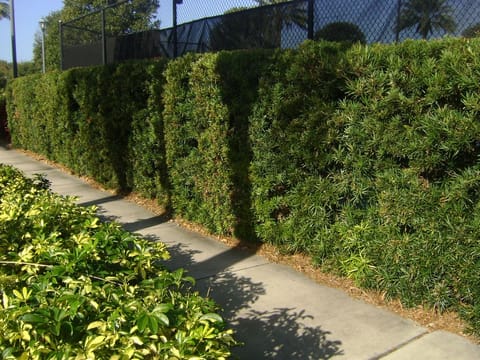 Podocarpus parlatorei
