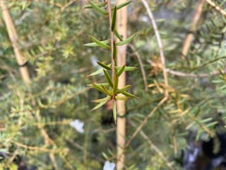 Close-up of a Podocarpus totara (Tōtara) shoot with stiff, pointed green leaves arranged along a slender stem, with a bamboo stake and foliage blurred behind.