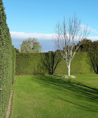 Tall, neatly clipped Podocarpus totara (Tōtara) hedges enclose a sunny lawn, with a bare, pale-trunked deciduous tree in the middle.