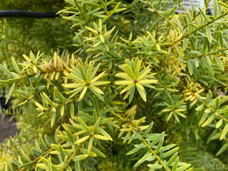 Close-up of Podocarpus totara 'Aurea' (Tōtara) foliage, with narrow pointed leaves in yellow-green and lime tones radiating from slender golden-brown stems.