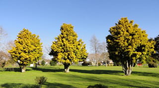 Three mature Podocarpus totara 'Aurea' (Tōtara) trees with golden-yellow foliage and short trunks, standing on a lawn under a clear blue sky.