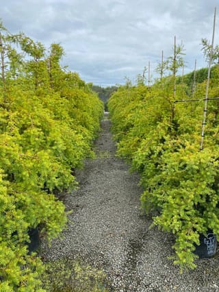 Podocarpus totara 'Aurea' (Tōtara) in 35L bags, golden-green foliage on staked plants lining a gravel nursery path under a cloudy sky.