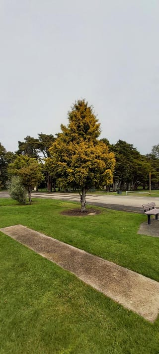 Podocarpus totara 'Aurea' (Tōtara), a young golden-yellow tree with a single trunk, growing from a mulched circle on a park lawn beside a path and bench.