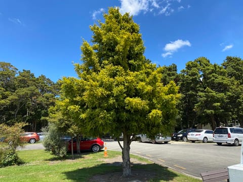 Podocarpus totara 'Aurea'