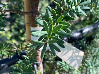 Close-up of Podocarpus totara 'Matapouri Blue' (tōtara), showing narrow grey-green leaves along a branch, with a staked trunk and plant label behind.