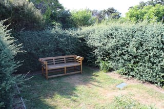 Podocarpus totara 'Matapouri Blue' (Tōtara) as dense, clipped blue-green hedging around a teak garden bench on a sunny lawn.