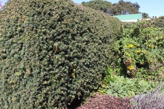 Podocarpus totara 'Matapouri Blue' (Tōtara), a dense, rounded clipped shrub with dark blue-green needle foliage, beside yellow-flowered plants in a mulched garden.