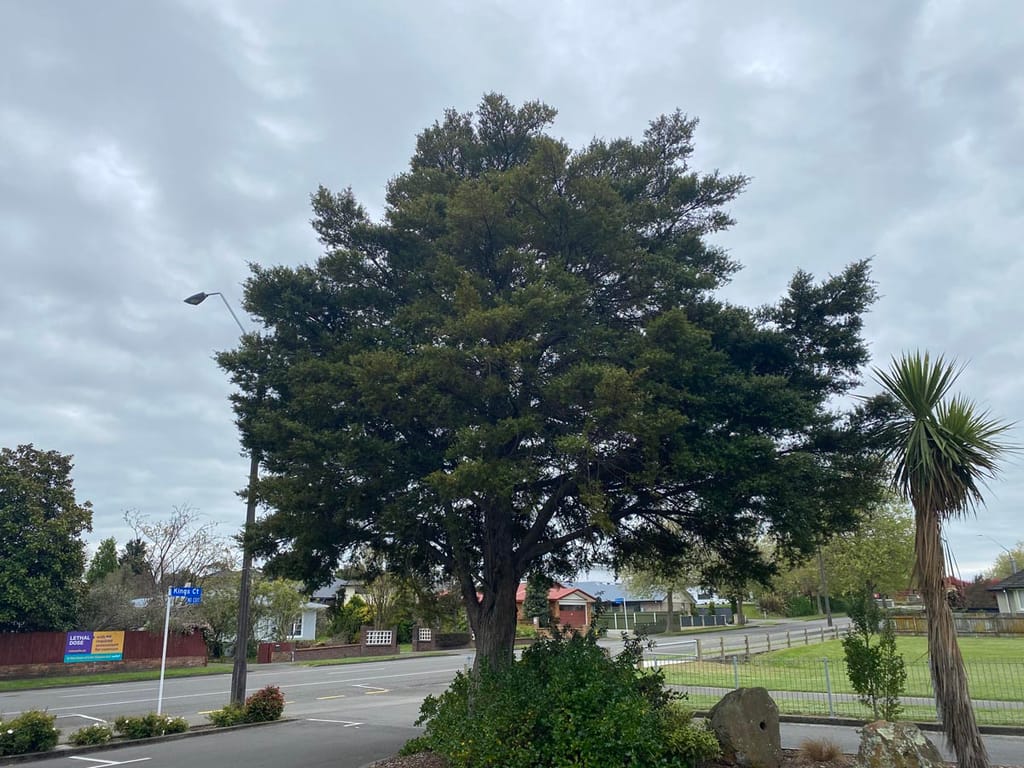 Mature Podocarpus totara (Tōtara) with a broad, dense dark green canopy on a thick trunk, growing beside a suburban street under an overcast sky.