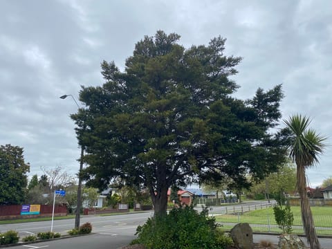 Podocarpus totara